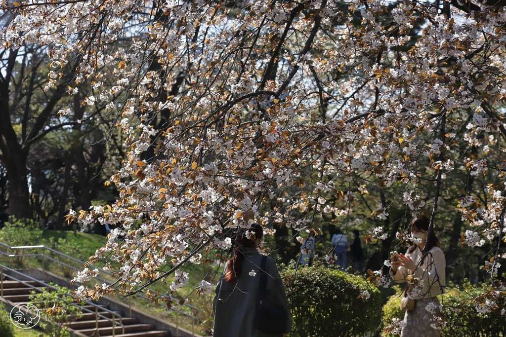 今年の桜　７