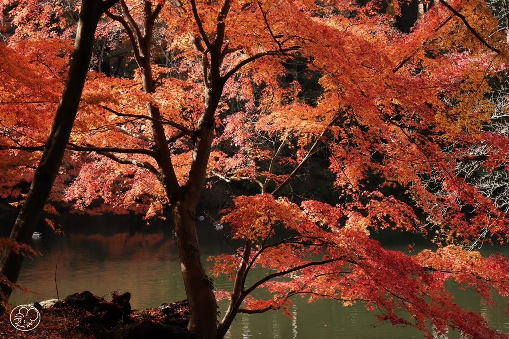 御苑の紅葉 －７