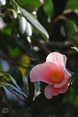 椿　１