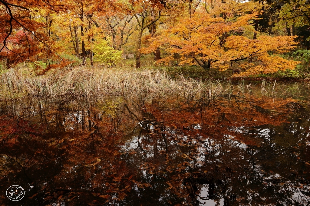 御苑の紅葉 －６