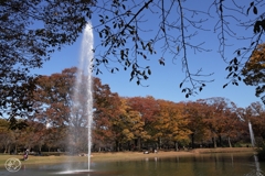 公園の秋 －８