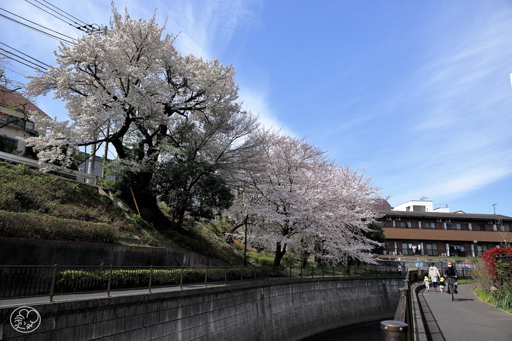 川べりの春