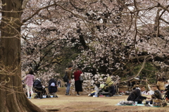 桜見る人々－１３