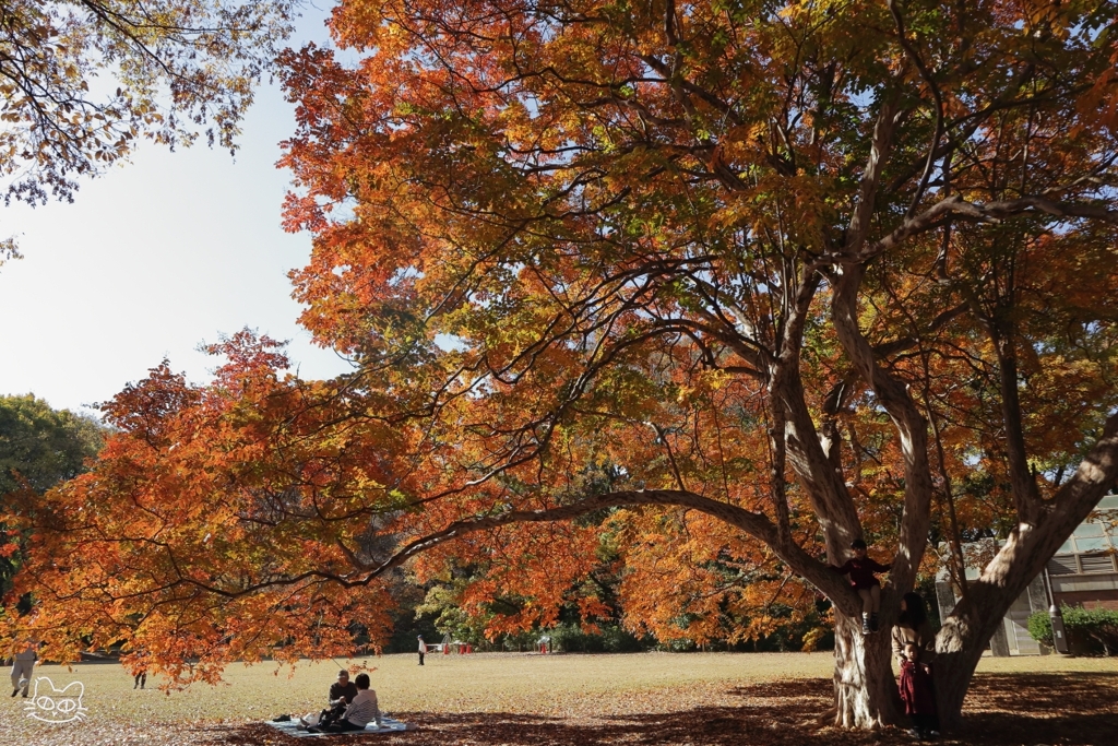 公園の紅葉　５