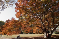 公園の紅葉　５