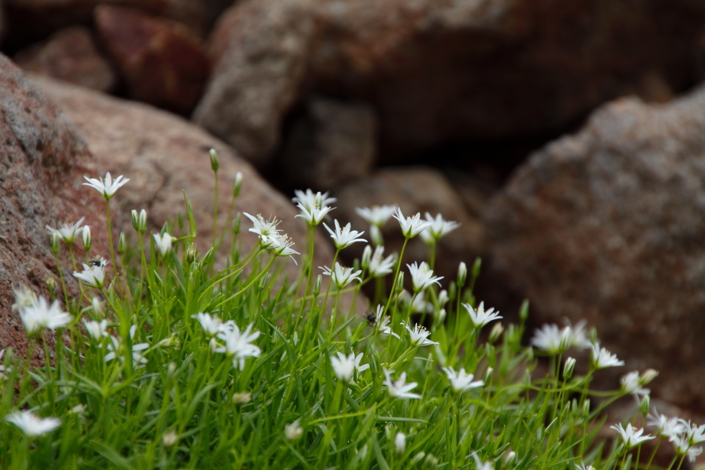 岩の花と呼んでみたい