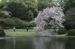 日本庭園の春