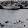 片瀬漁港の鵜