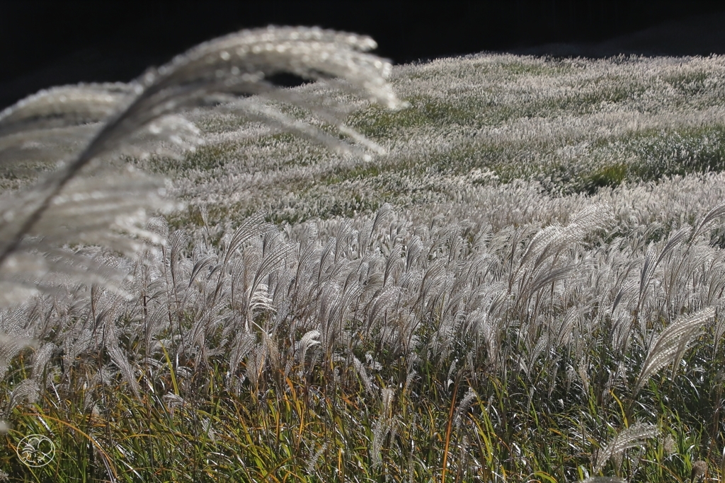 箱根仙石原　７