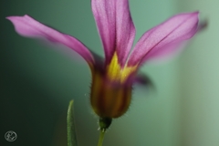 家の花　１２