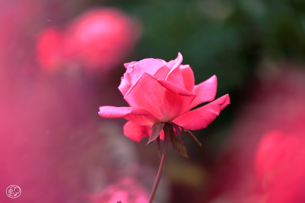 芳純