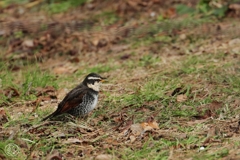 公園のツグミ　１