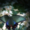 夏を生きる