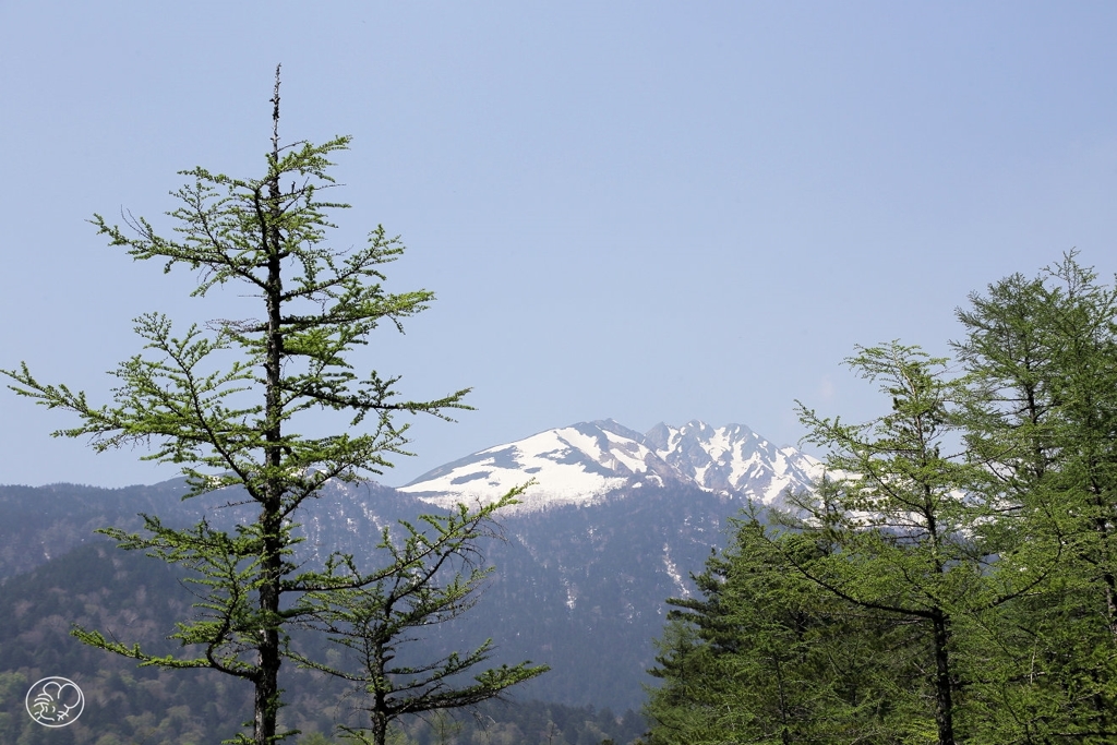 カラマツの 小さき青き 芽の愛し（いとし） はるかに見ゆる 猛々し山