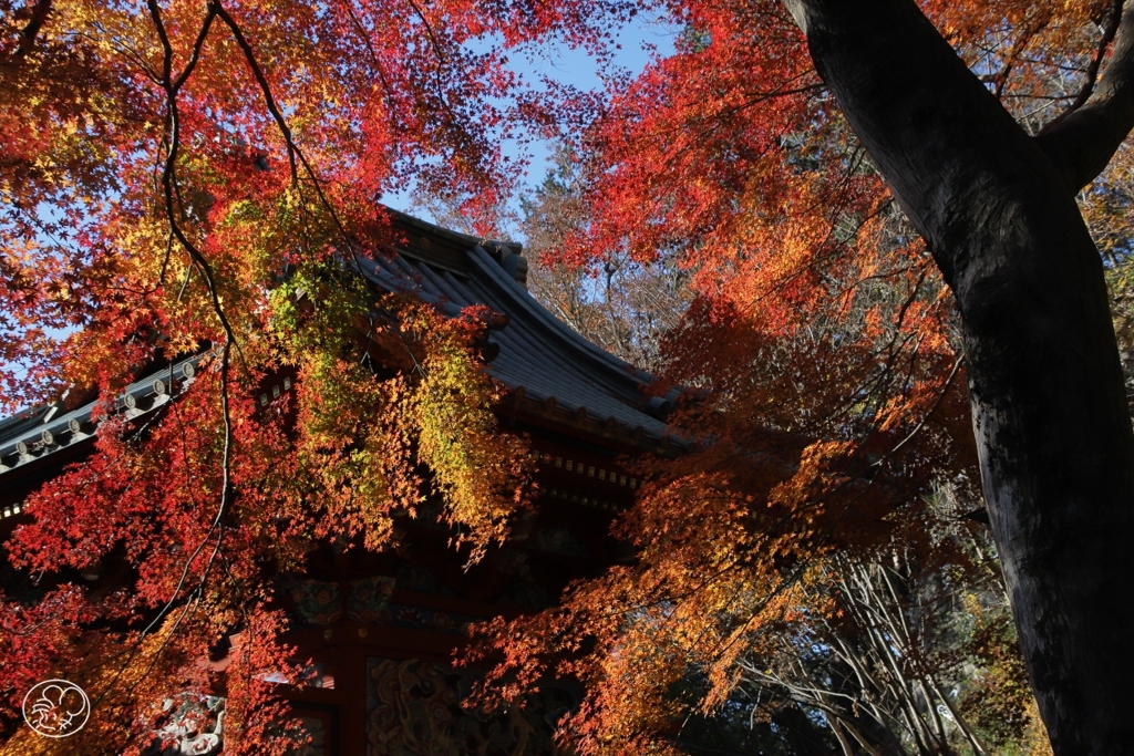 高尾山の紅葉