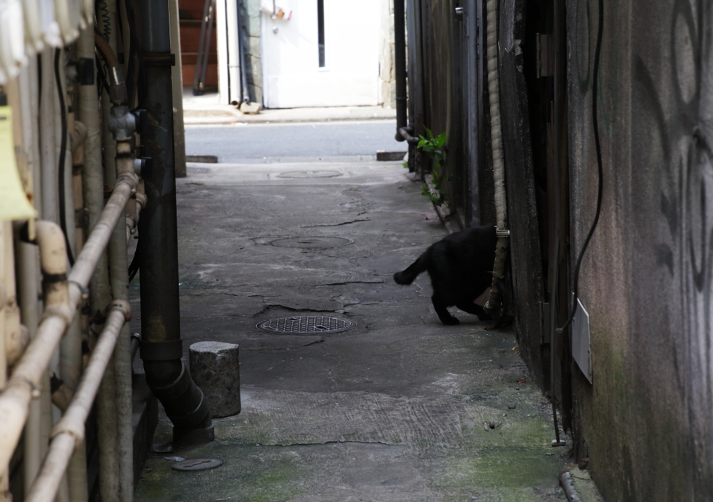 路地裏に生きる