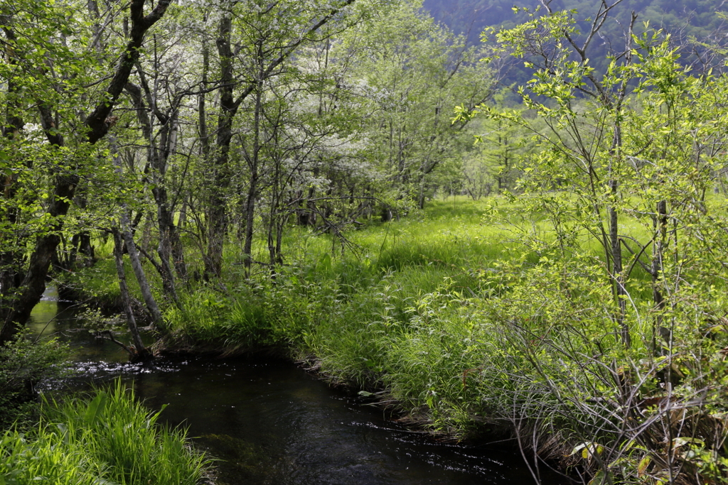 あふれるみどり