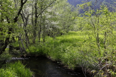 あふれるみどり