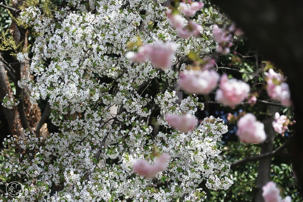 今年の桜　１１