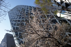 いつもと同じ春が来た