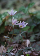 ユキワリイチゲ
