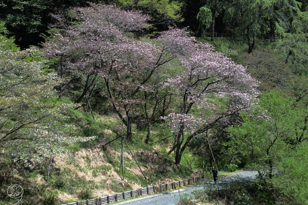 多摩森林科学園の桜　２