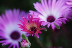 家の花　１