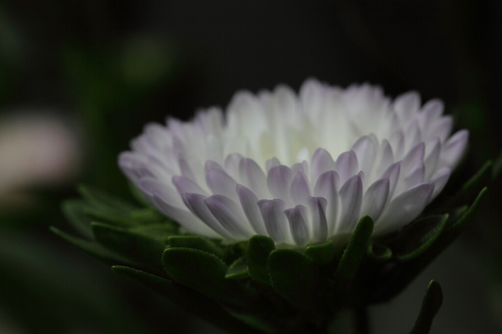 アスター