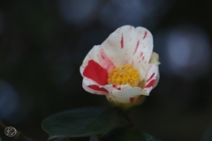 椿　３