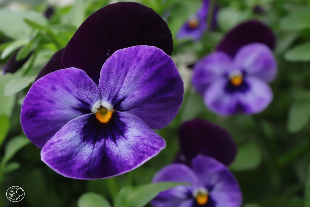 笑顔のように咲く花