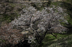 桜に緑－７