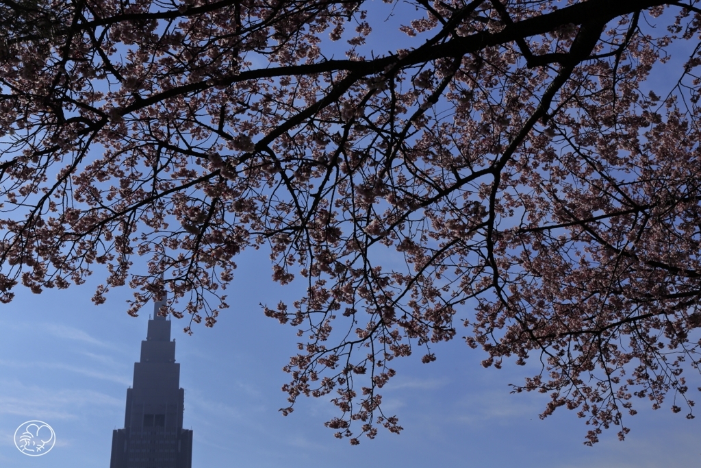 桜咲く