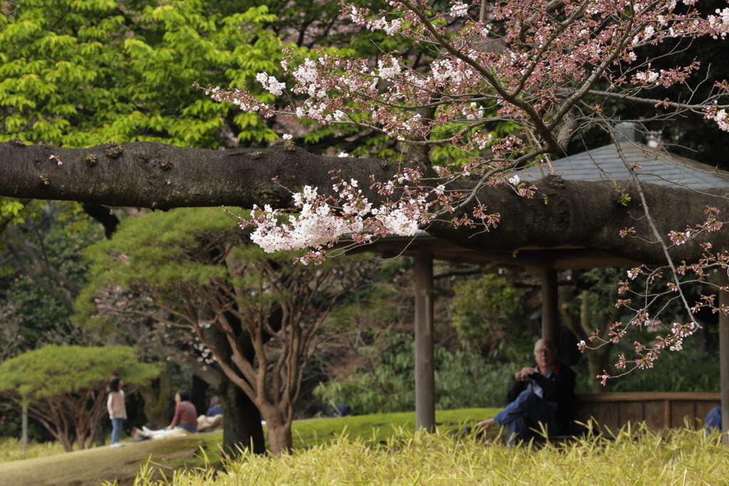 桜の季節　３