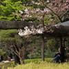 桜の季節　３