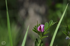 小さくても春の花　１５