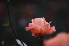 マジョレット　１