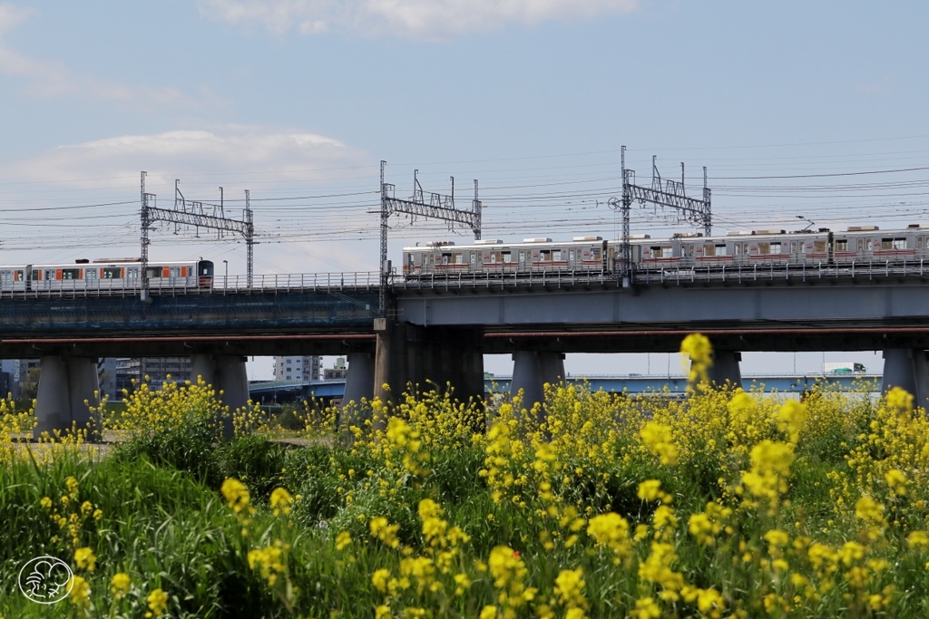 河原は菜の花盛り －３