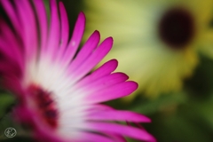 家の花　２