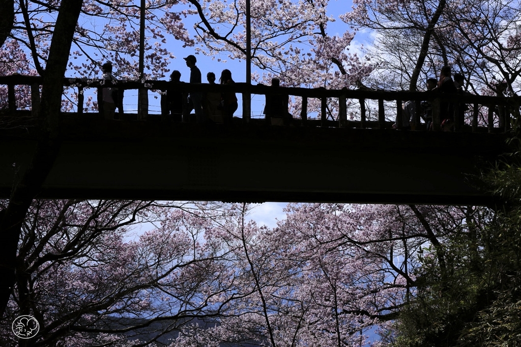 高遠の桜 －１７