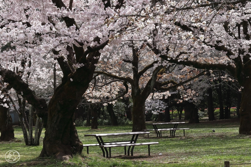 今年の桜　４