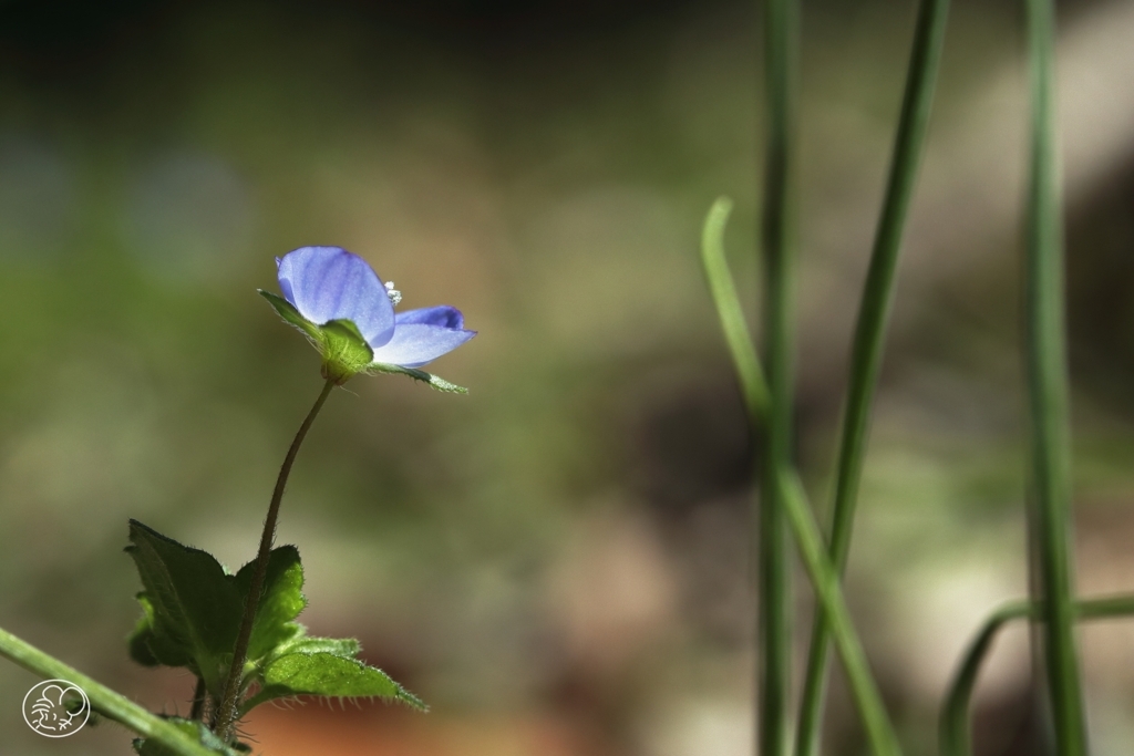 小さくても春の花　３
