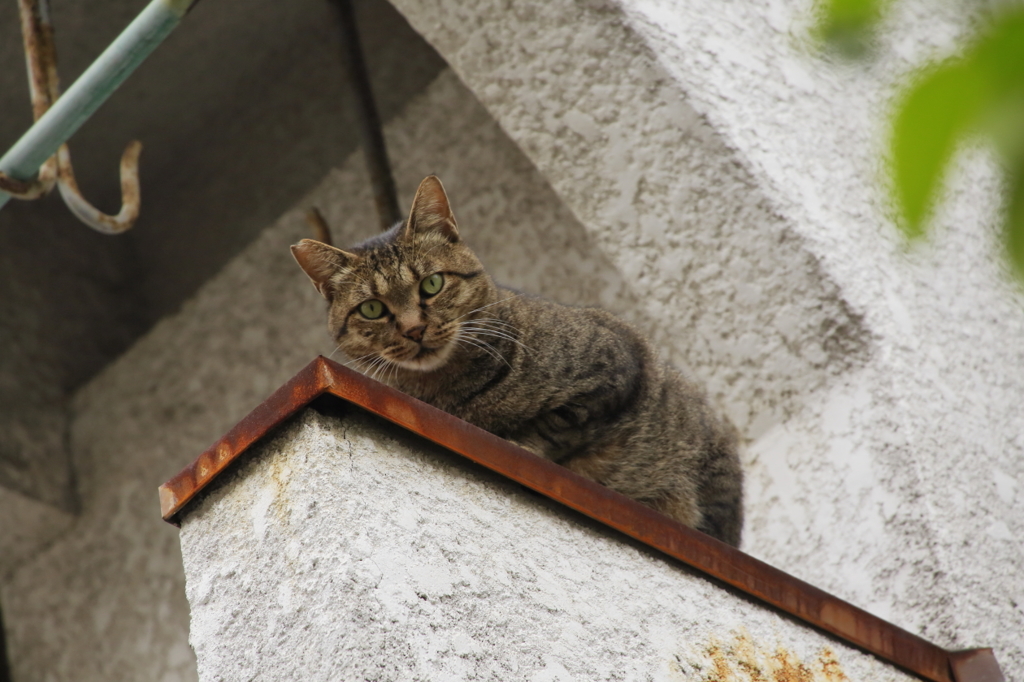 おや、ひさしぶり