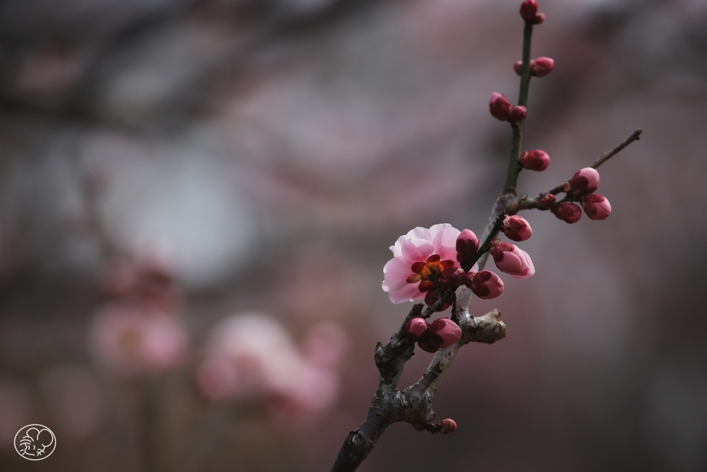 公園の春の花　７