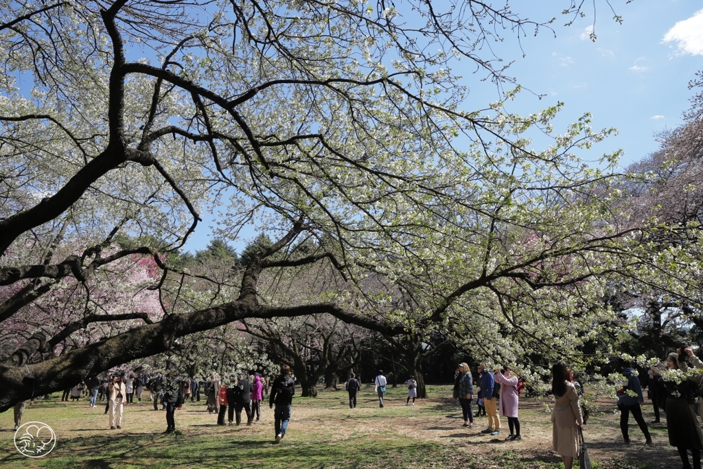 二分咲きでも桜は桜