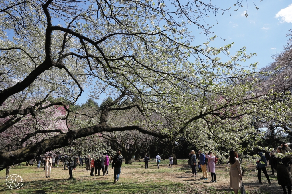 二分咲きでも桜は桜