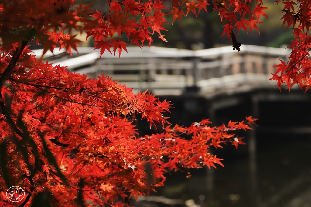 木橋