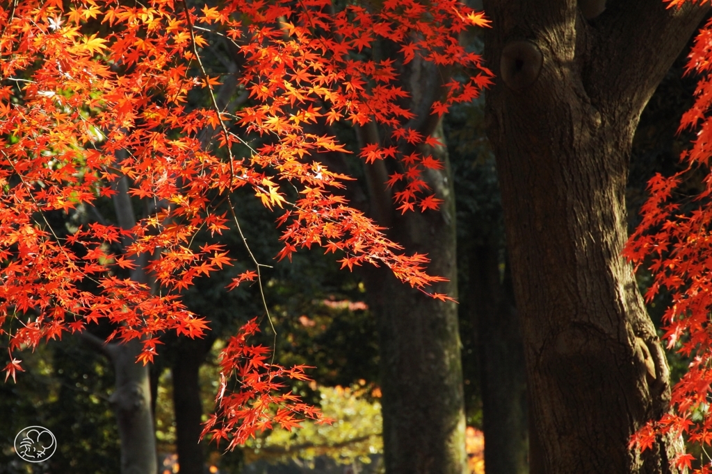 代々木公園の紅葉