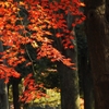 代々木公園の紅葉