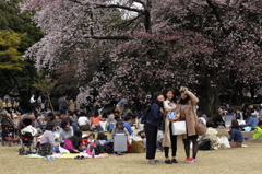 桜見る人々－１２