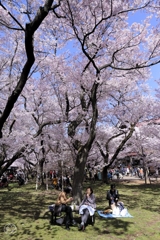 高遠の桜 －２６